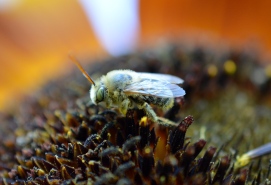 Male Long Horned Bee